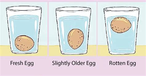 3 Aug 2022 ... If the egg sinks to the bottom and lays flat on its side - it's still fresh. If the egg sinks to the bottom but stands upright - it's less fresh ...